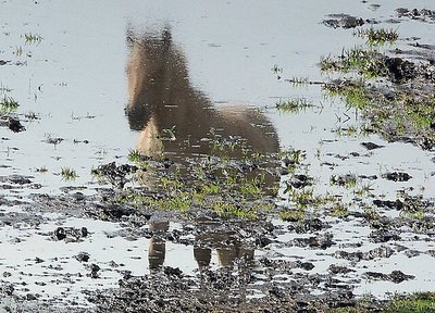 Reflection in a Puddle