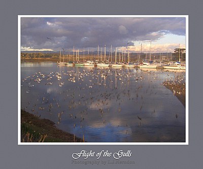 Flight of the Gulls