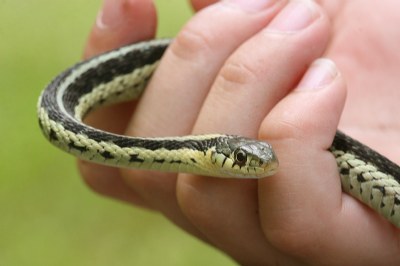 Eastern Garter Snake