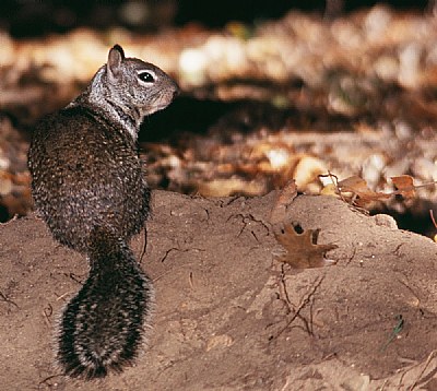 MySquirrelFriend