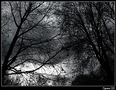 Gloomy Night