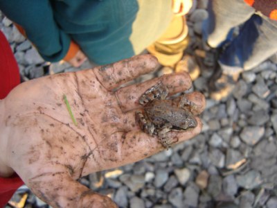 Little Frog In A Little Hand