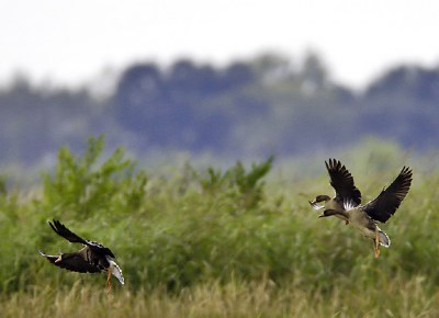 "Gueydan" Geese