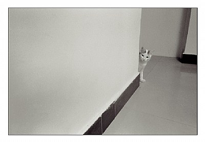 Cat in Corner