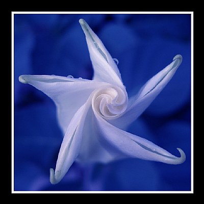 Blue Moon Lily Unfurling