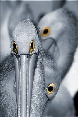 Pelican Eyes 2