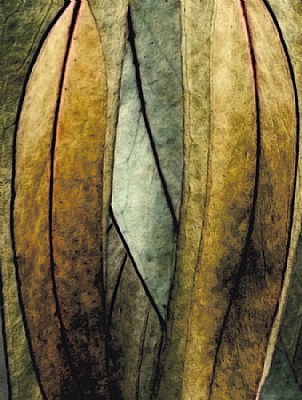 Abstract Eucalyptus Leaves