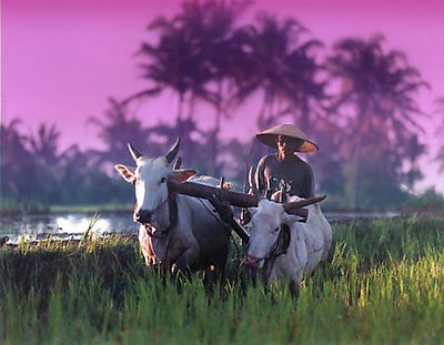 Ploughing The Paddy Field