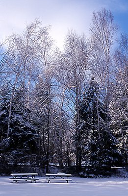 Winter Scene