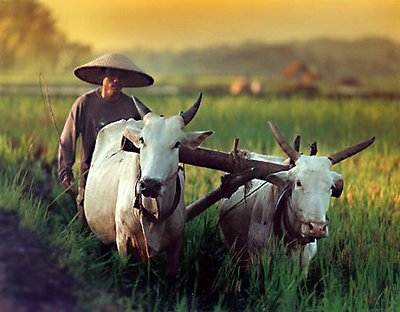 Ploughing The Paddy Field 02