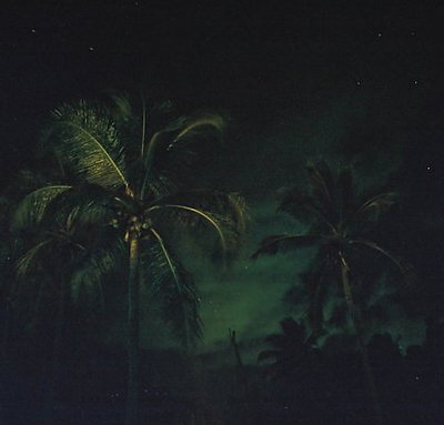 Tropical Night