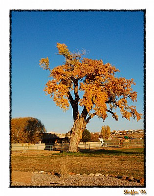 Jill's Cottonwood Tree