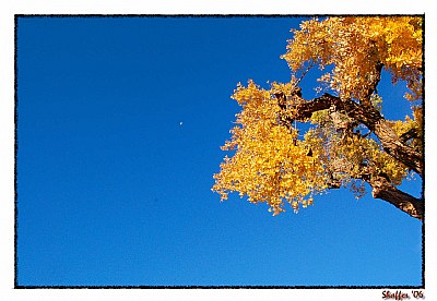 Moon over the Cottonwood 2