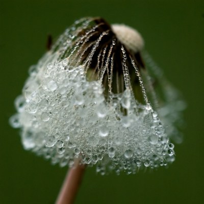 dandelion dew [2]