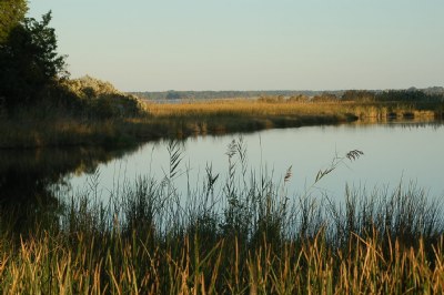 Wetlands