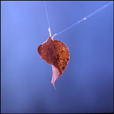 autunno in Vallebuia 6