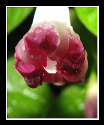 Pink Morning Glory & Rain