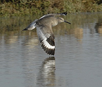 Willet