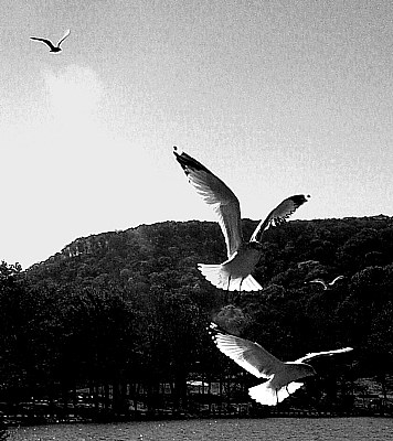 gulls2