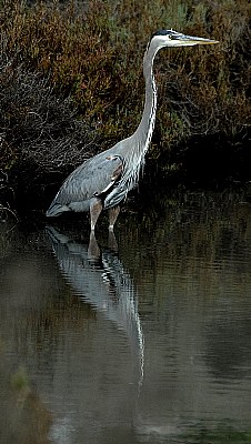 Great Blue Reflected