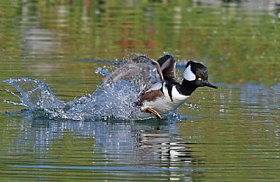 Running on Water