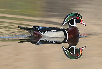 A Wood Duck Day