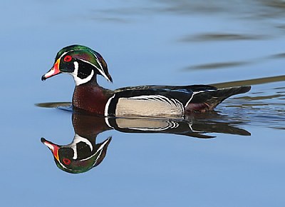 A Wood Duck Day 2