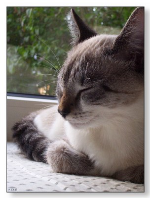 Dreaming