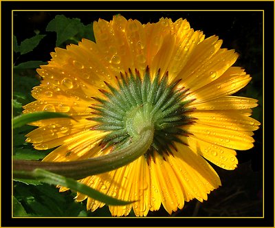 Marigold after Rain