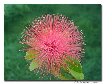 Blossom of Spines