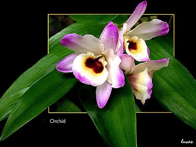 Orchid