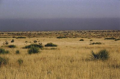 great wide open