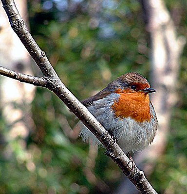 ROBIN REDBREAST 2