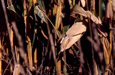 Drying Corn