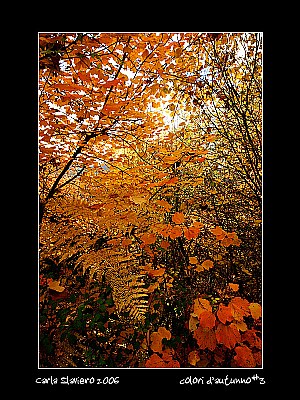 colori d'autunno #3