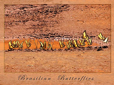Brasilian Butterflies