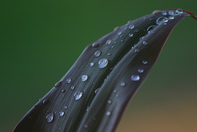 Droplets