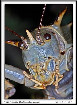 Corn Cricket