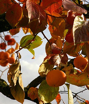 frutta d'autunno