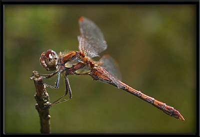 Brown Red Dragonfly