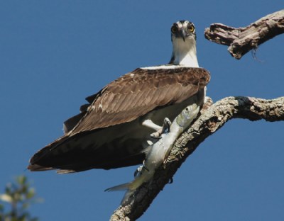 Osprey Talons