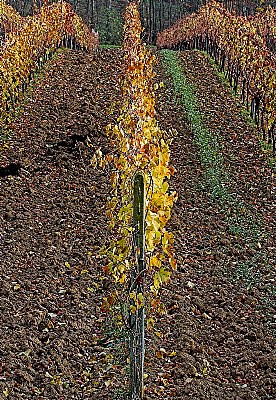 autunno tra le vigne 4