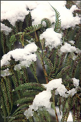 Snowy Ferns