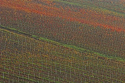 autunno tra le vigne 6