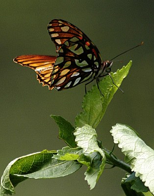 Mariposa 2