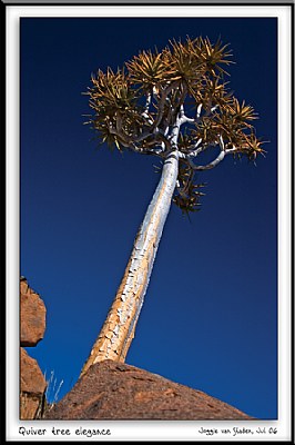 Quiver tree elegance