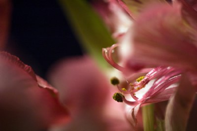 pink art [2]
