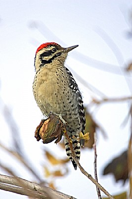 Male Ladder Back Woodpecker on Pecan Tree