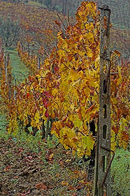 autunno tra le vigne 7