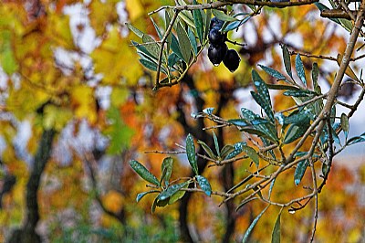 autunno tra le vigne 8